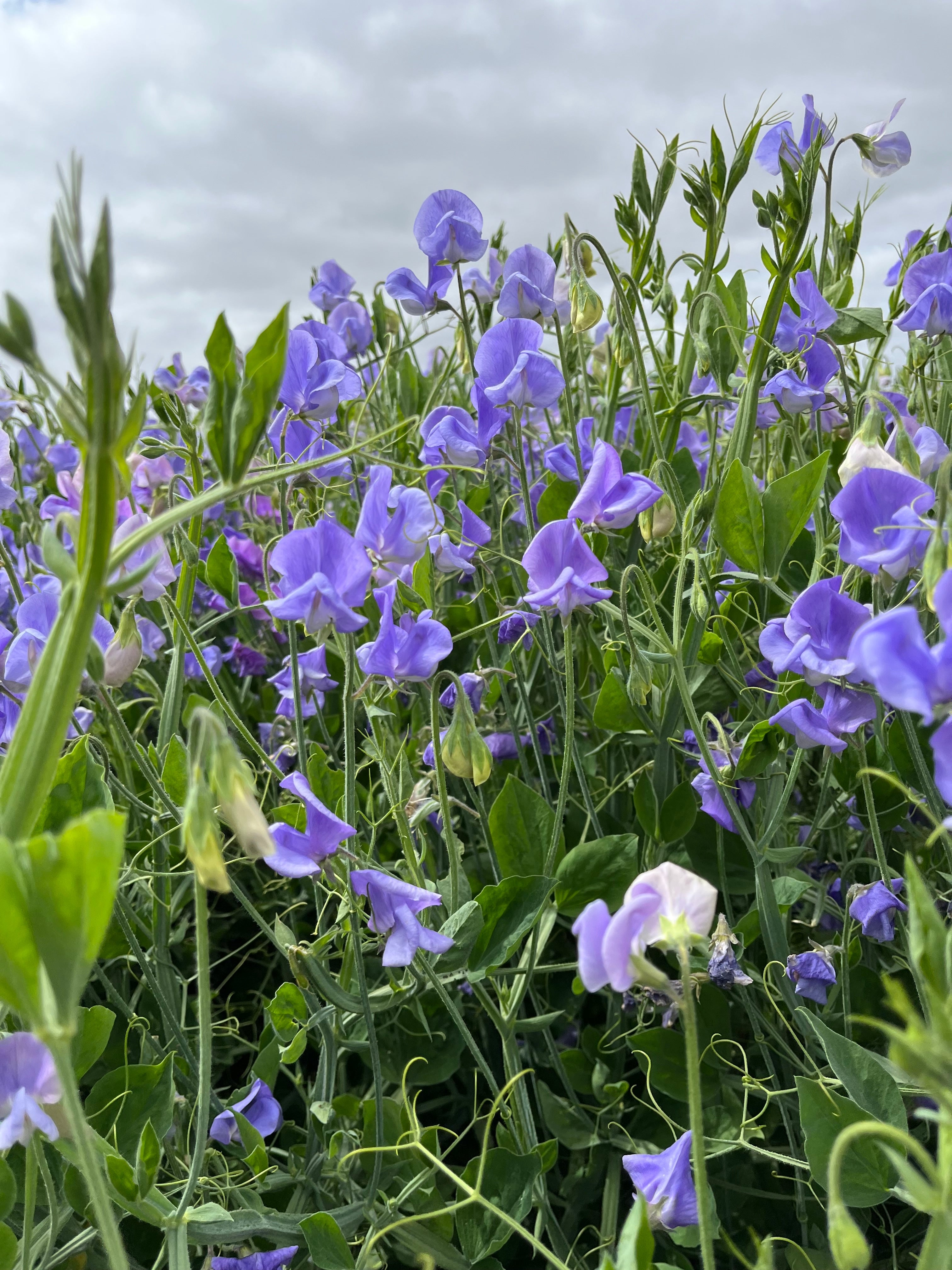 Ærteblomster
